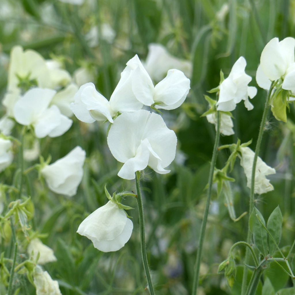 Semillas de Guisante de olor Spring Sunshine White - Lathyrus odoratus