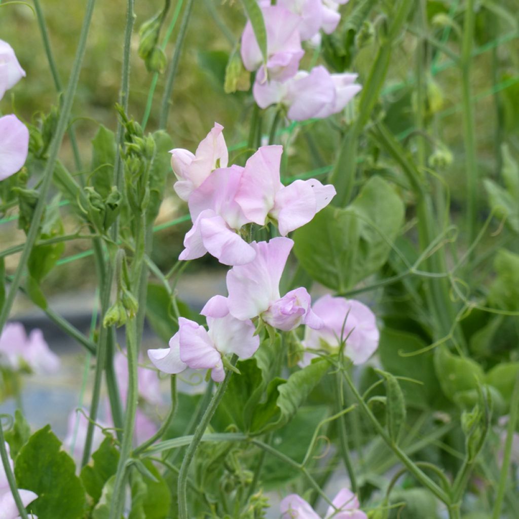 Semillas de Guisante de olor Winter Sunshine Opal - Lathyrus odoratus