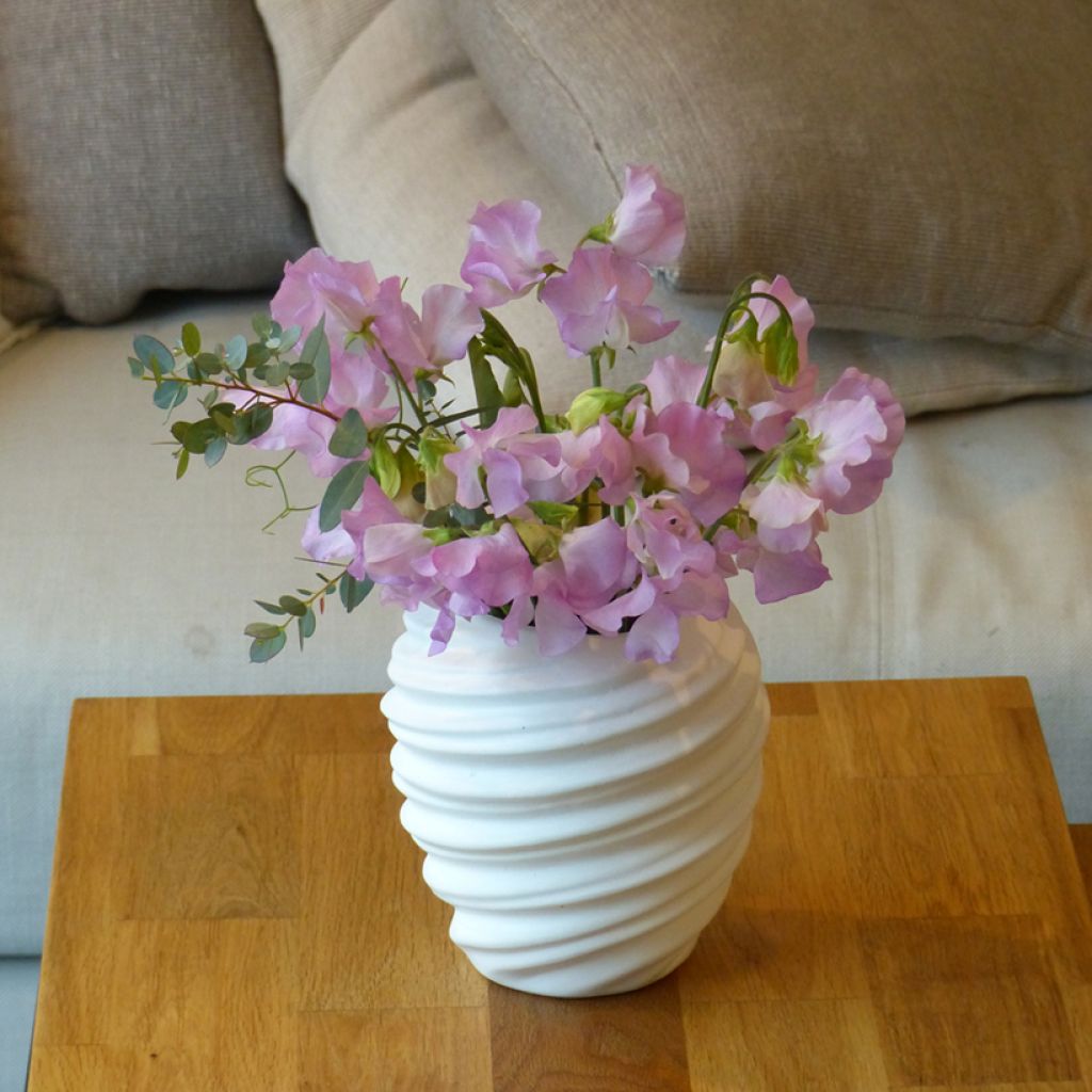 Semillas de Guisante de olor Winter Sunshine Opal - Lathyrus odoratus