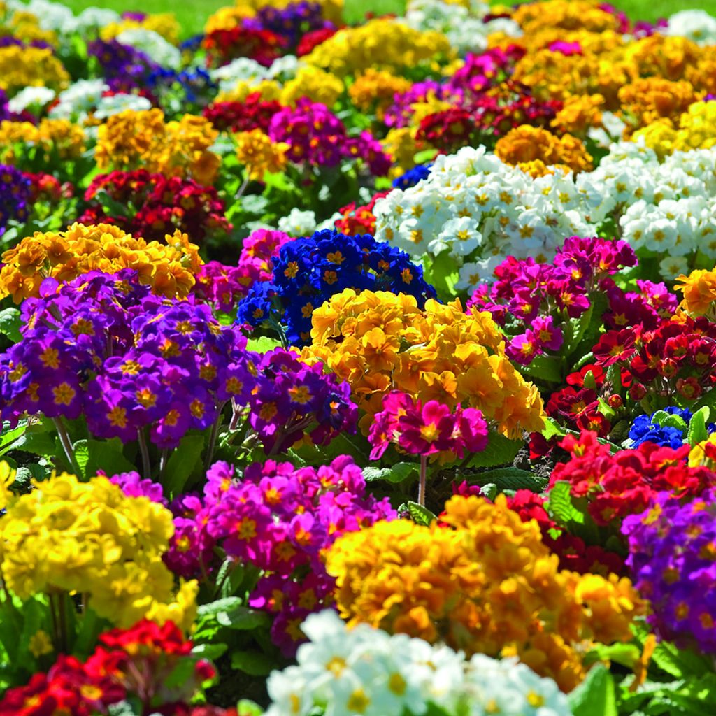 Semillas de Prímula Crescendo® Mix (primed) - Primula elatior