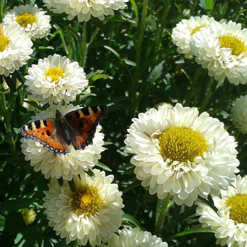 Semillas de Callistephus chinensis Matsumoto Field grown Mix BIO - Reina Margarita