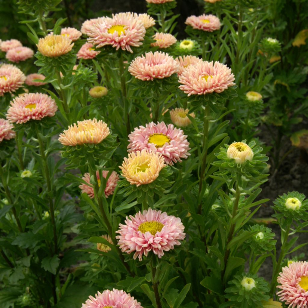 Reina Margarita Matsumoto Apricot - Callistephus