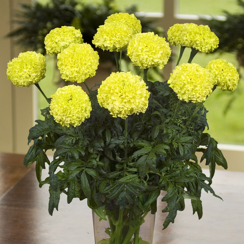 Tagetes erecta Nosento Limegreen F1