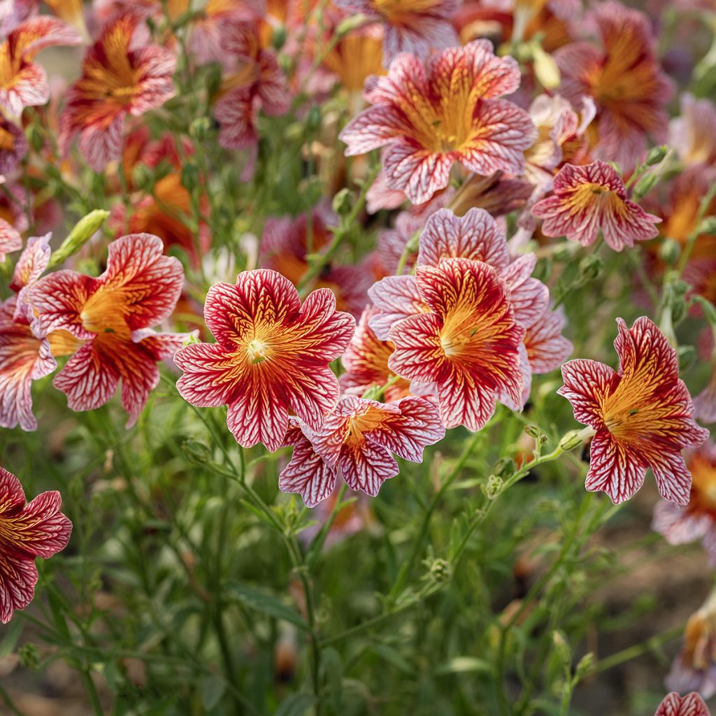 Semillas de Salpiglossis sinuata Tora Red (semillas recubiertas) - Panza de burro