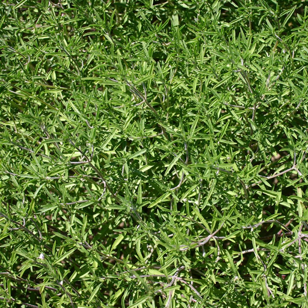 Sarriette annuelle BIO