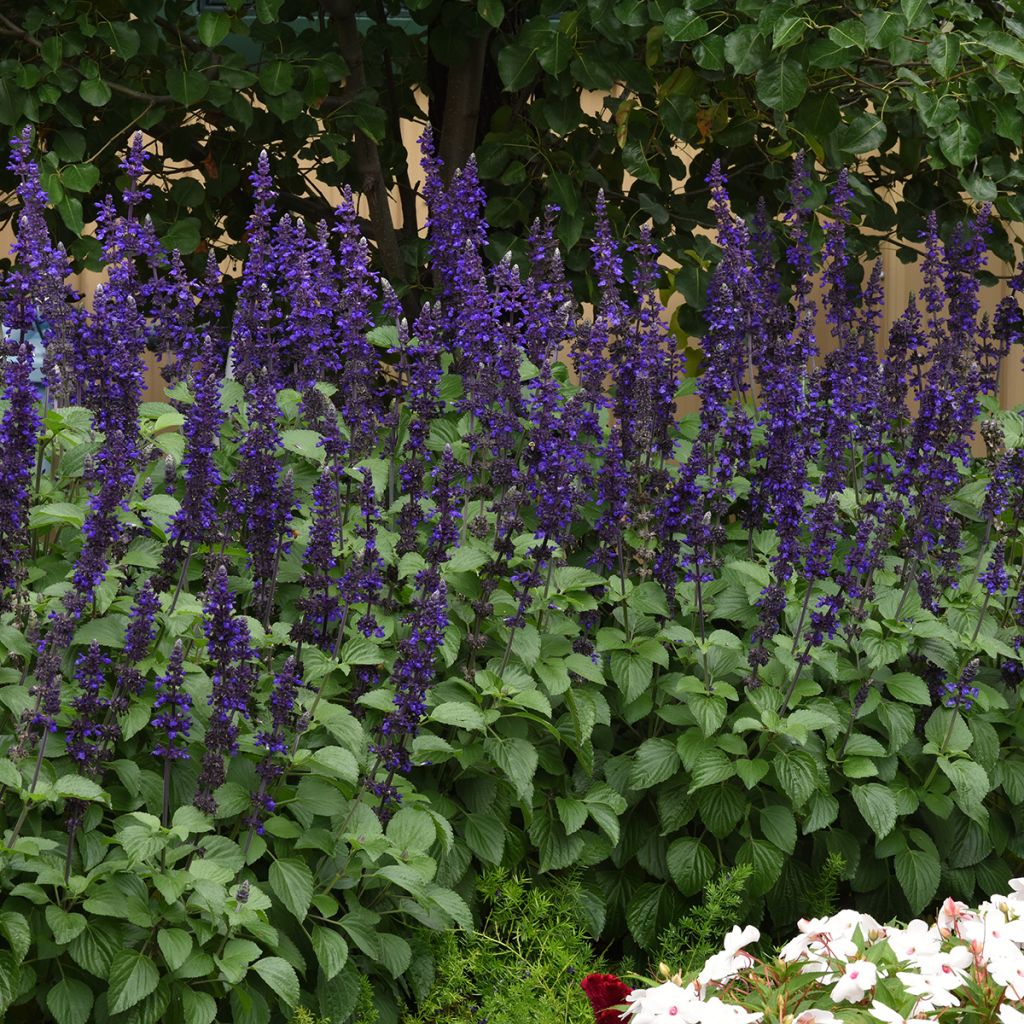 Semillas de Salvia Big Blue