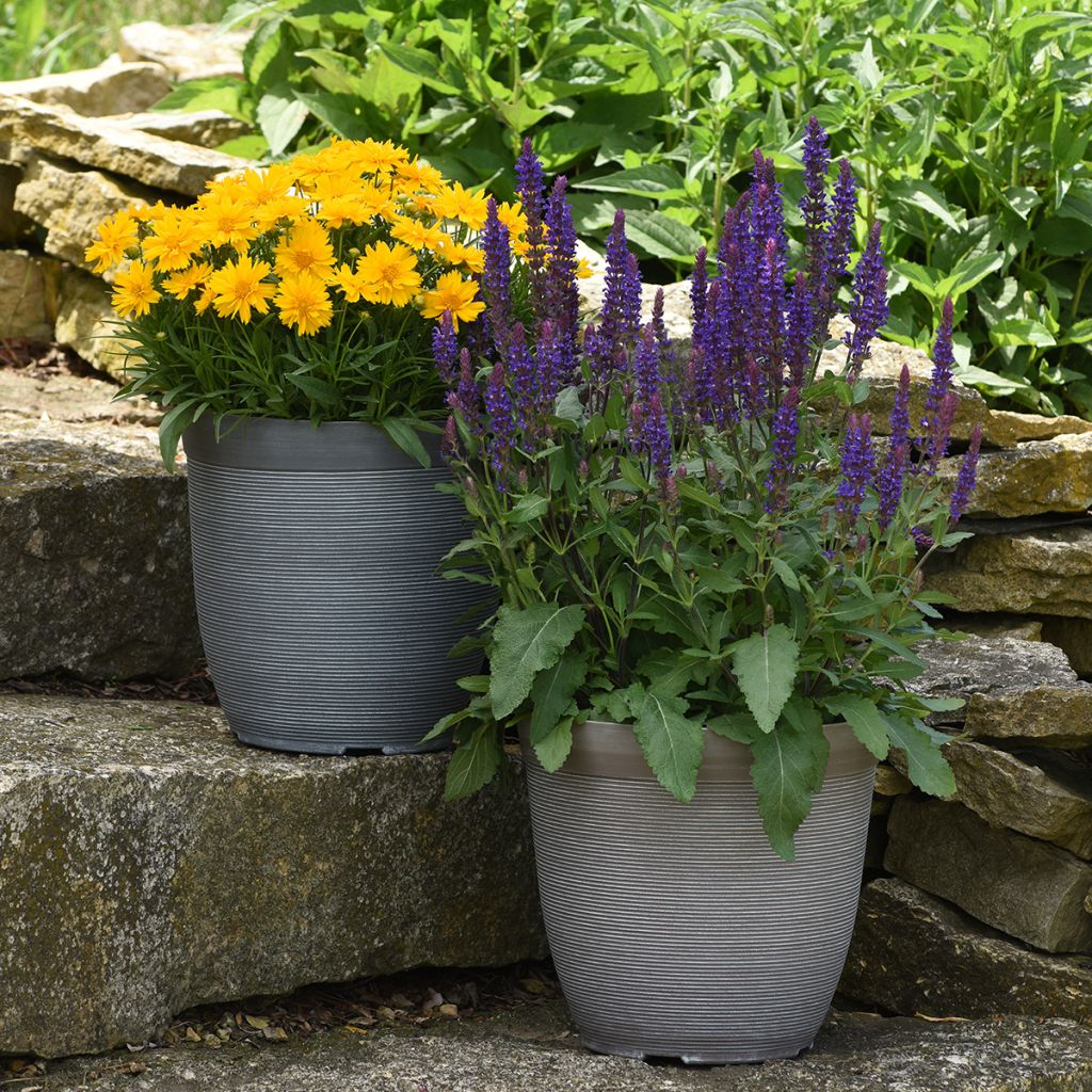 Salvia nemorosa Salvatore Blue