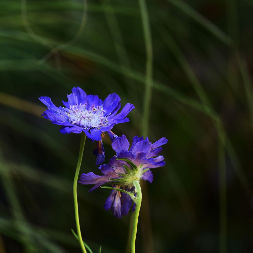 Semillas de Scabiosa caucasica Fama Deep Blue - Escabiosa