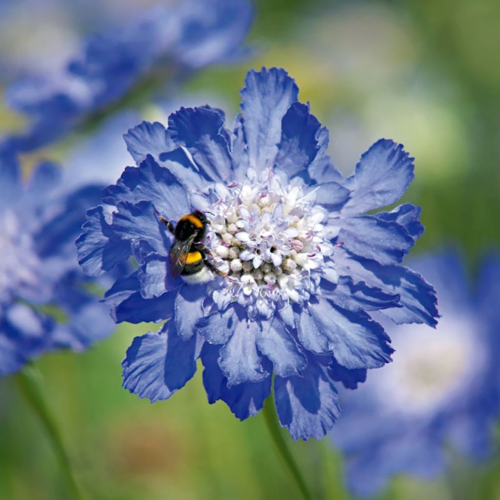Semillas de Scabiosa caucasica Fama Deep Blue - Escabiosa