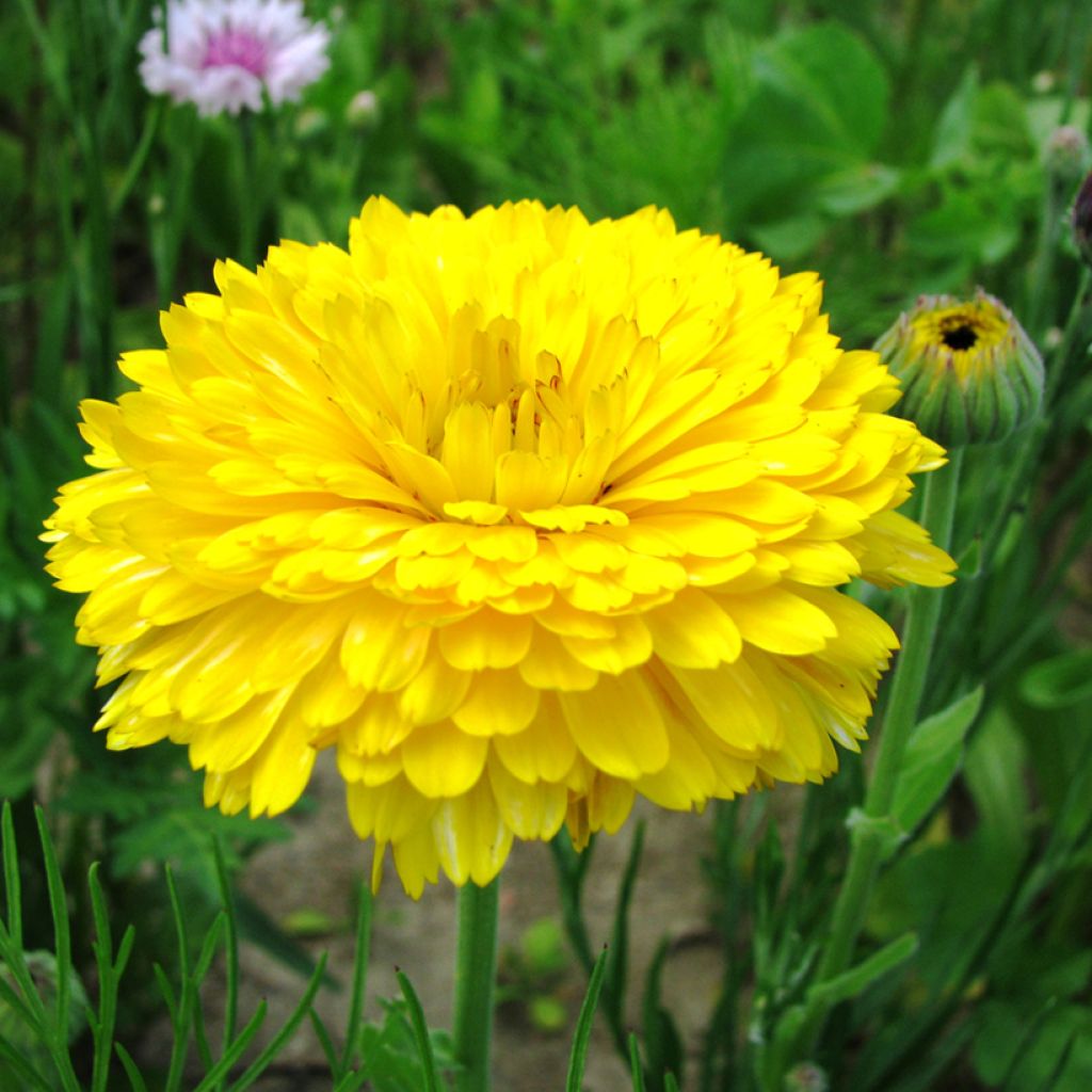 Caléndula Pacific Beauty Lemon