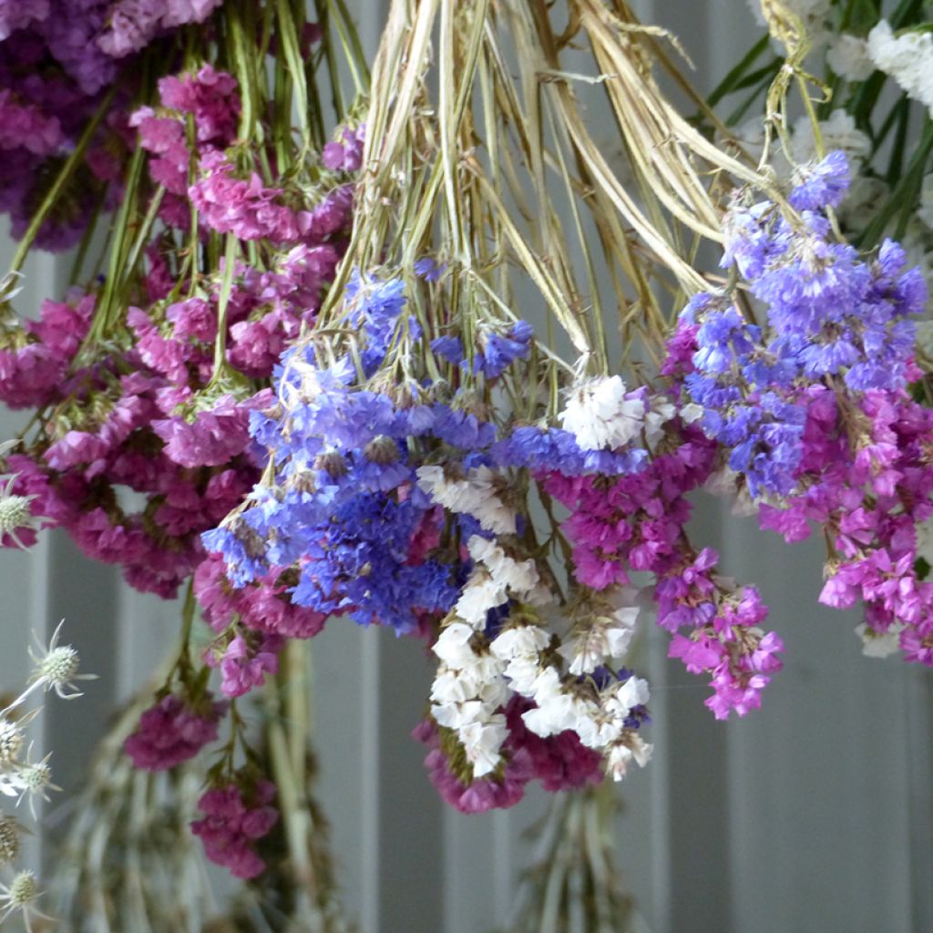 Limonium sinuatum Forever Art Shades (Semillas) - Siempreviva azul