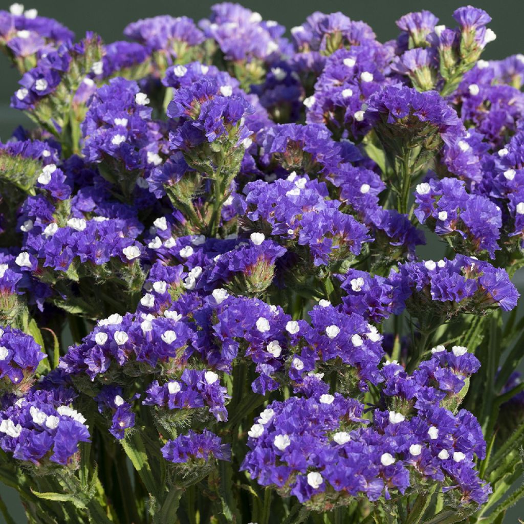 Limonium sinuatum Forever Blue