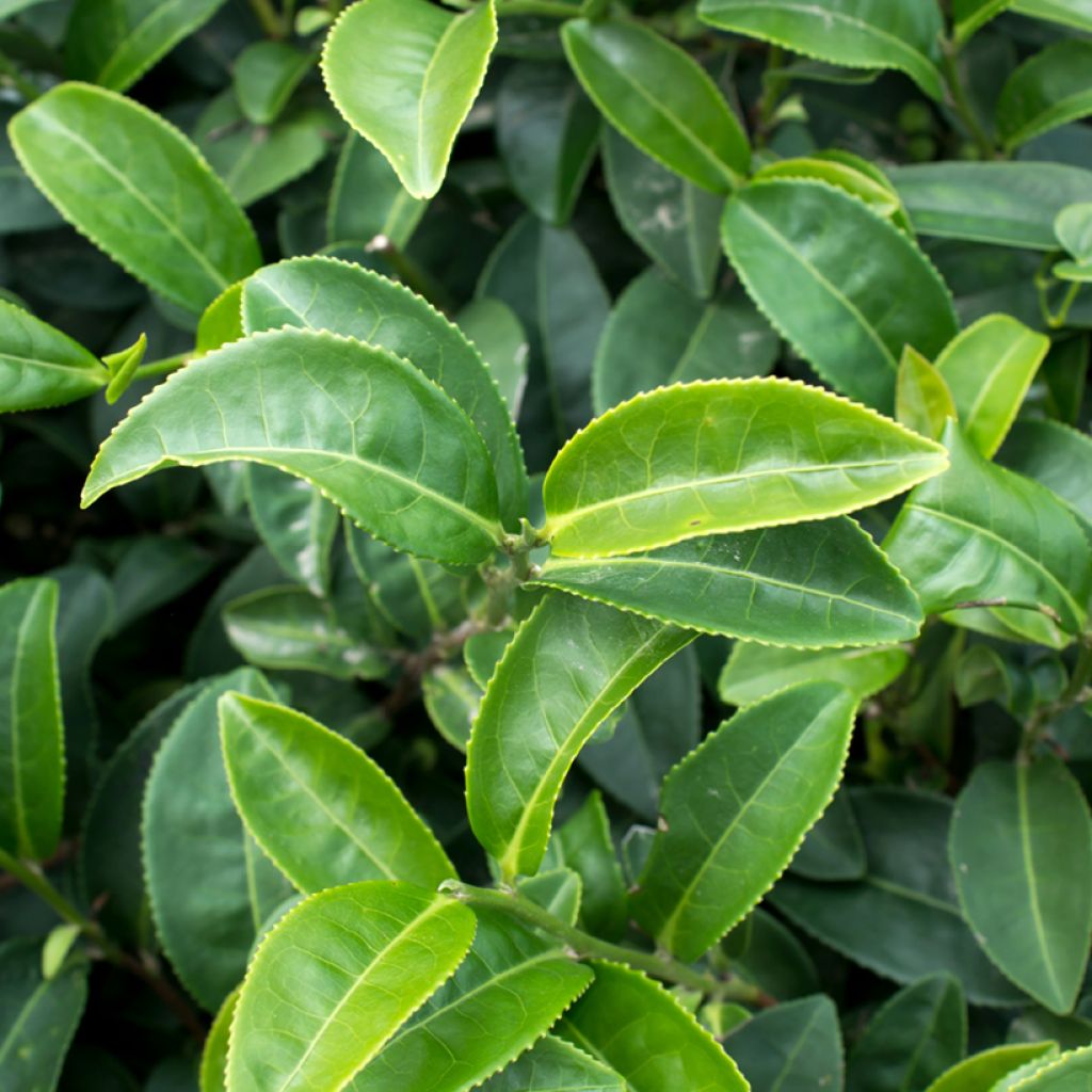 Camellia sinensis (semillas) - Planta de té