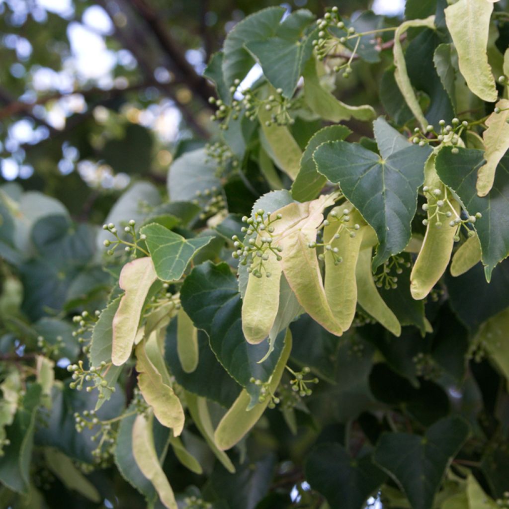 Tilia cordata (semillas) - Tilo silvestre