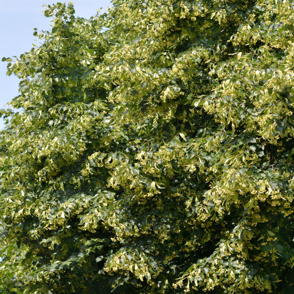 Tilia cordata (semillas) - Tilo silvestre