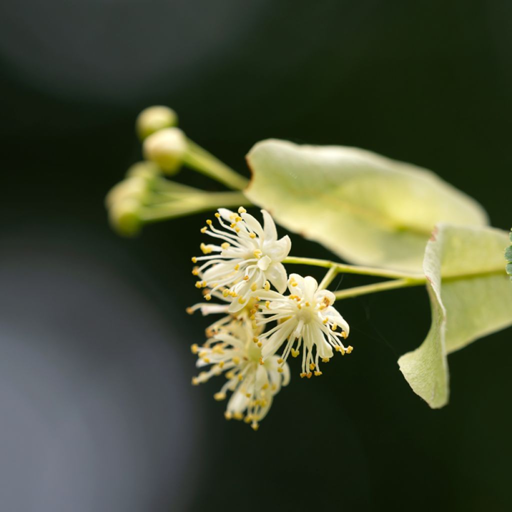 Tilia cordata (semillas) - Tilo silvestre