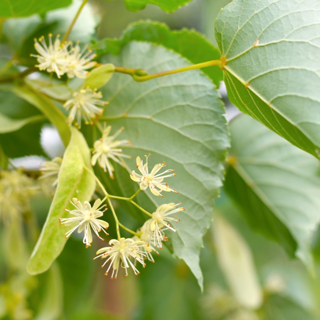 Tilia cordata (semillas) - Tilo silvestre