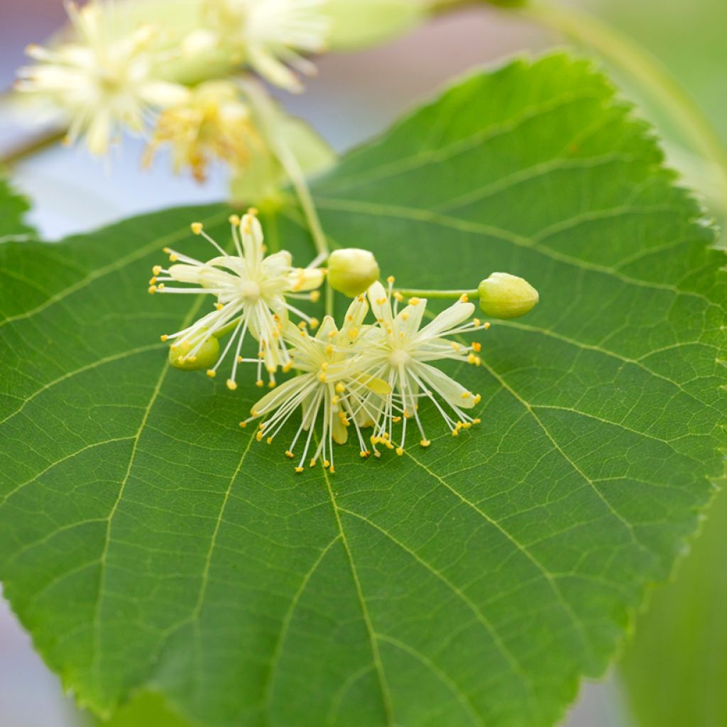 Tilia cordata (semillas) - Tilo silvestre