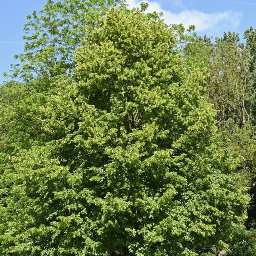 Tilia cordata (semillas) - Tilo silvestre