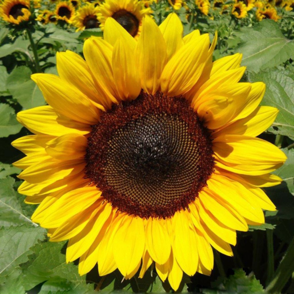 Semillas de Girasol Pro-Cut F1 Brilliance - Helianthus annuus