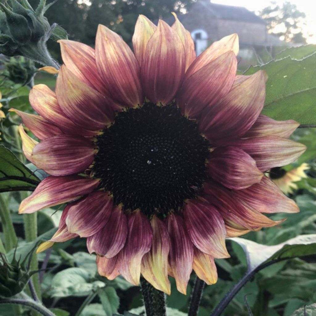 Semillas de Girasol Pro-Cut F1 Plum - Helianthus annuus