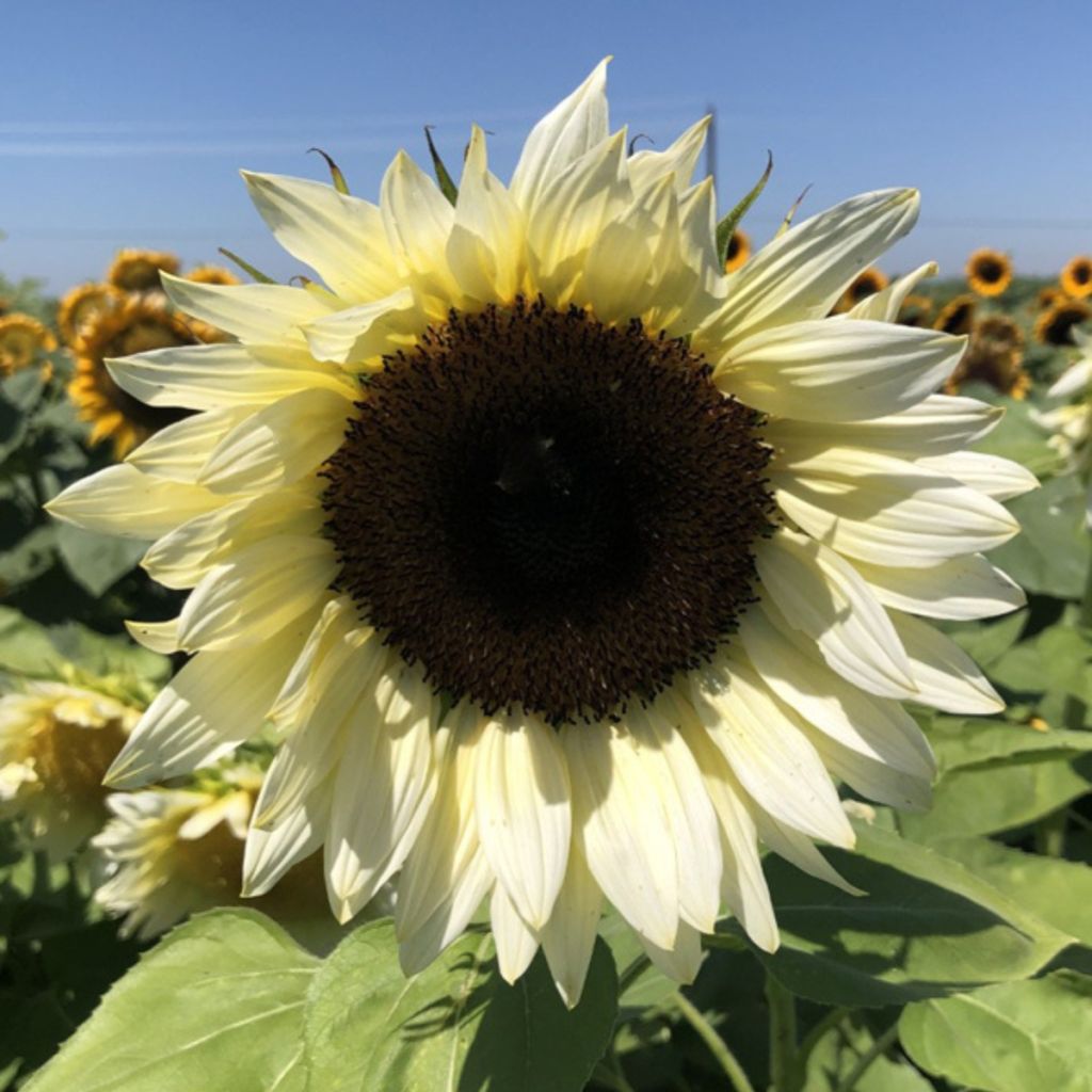 Semillas de Girasol Pro-Cut F1 White Nite - Helianthus annuus