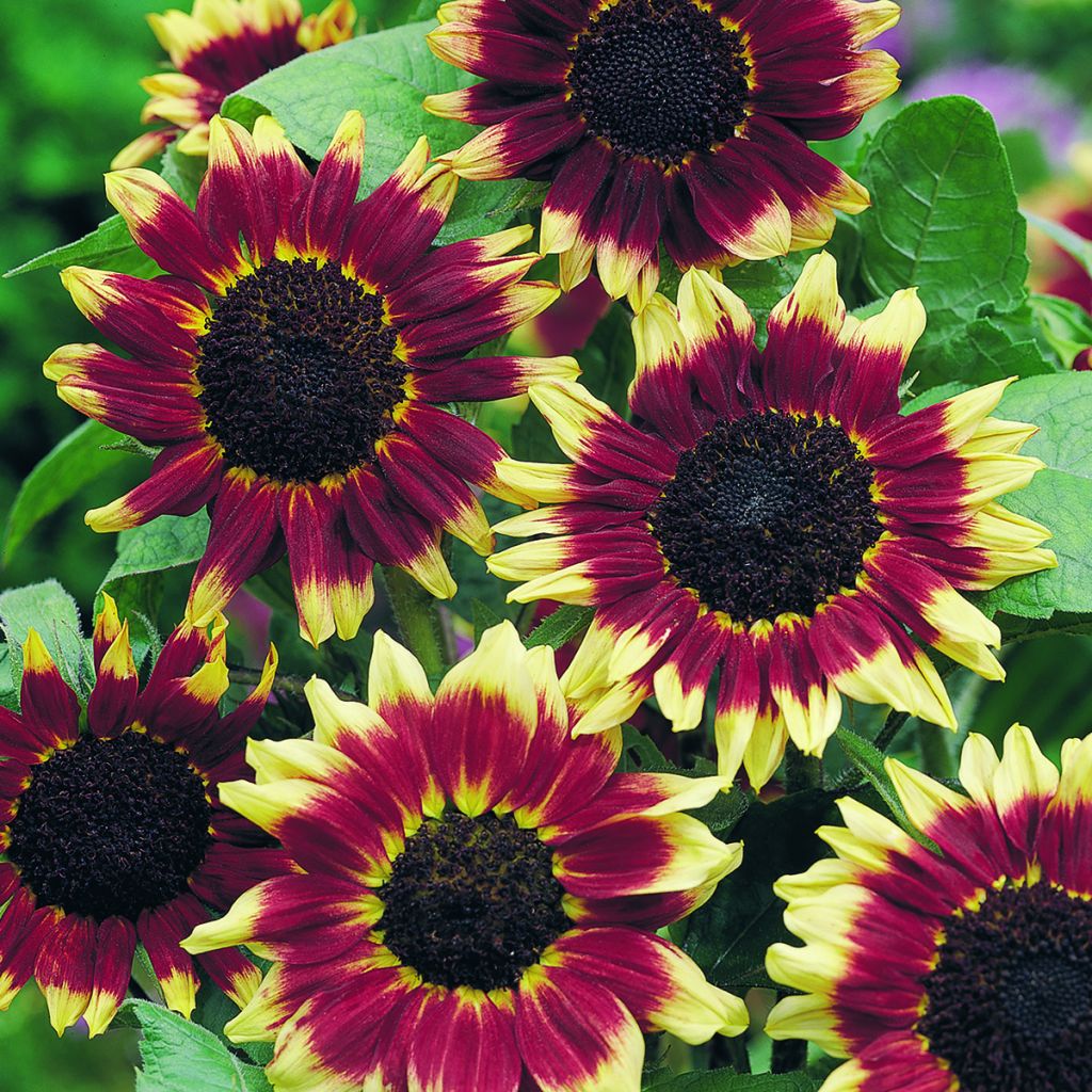 Semillas de Girasol alto Florenza - Helianthus annuus