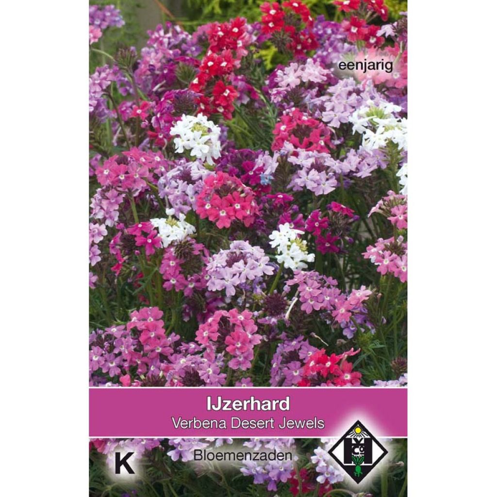 Graines de Verveine Mousse en mélange Desert Jewels Mixed - Verbena tenuisecta