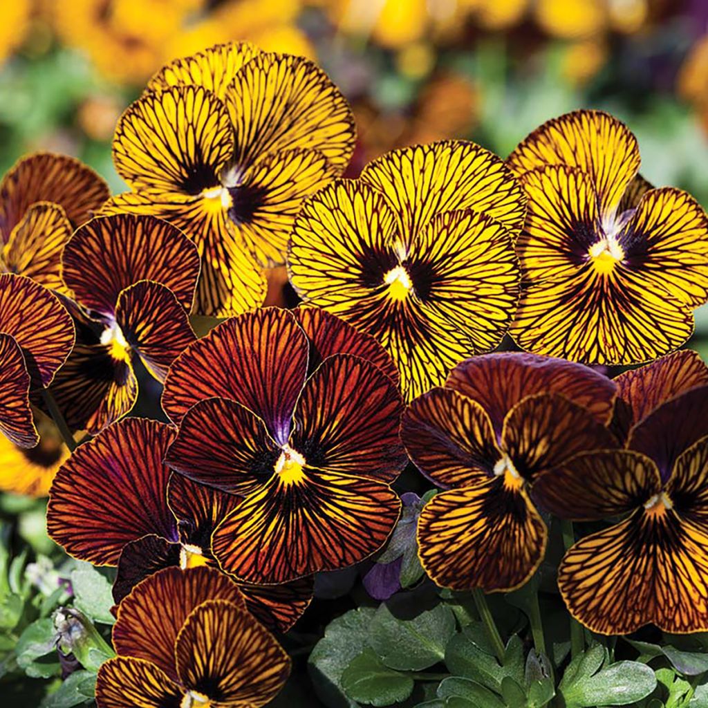 Viola cornuta Tiger Eye Mix - Violeta