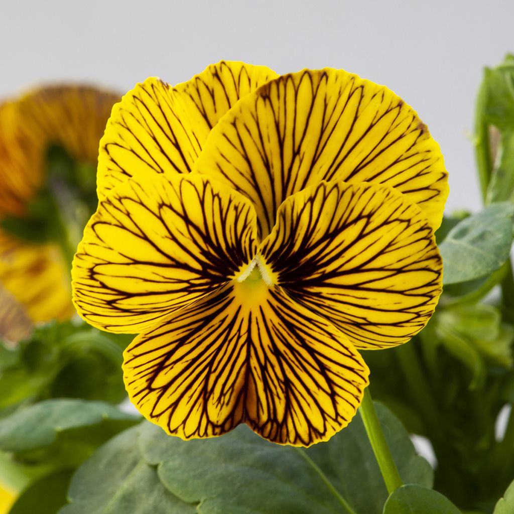 Viola cornuta Tiger Eye Yellow - Violeta