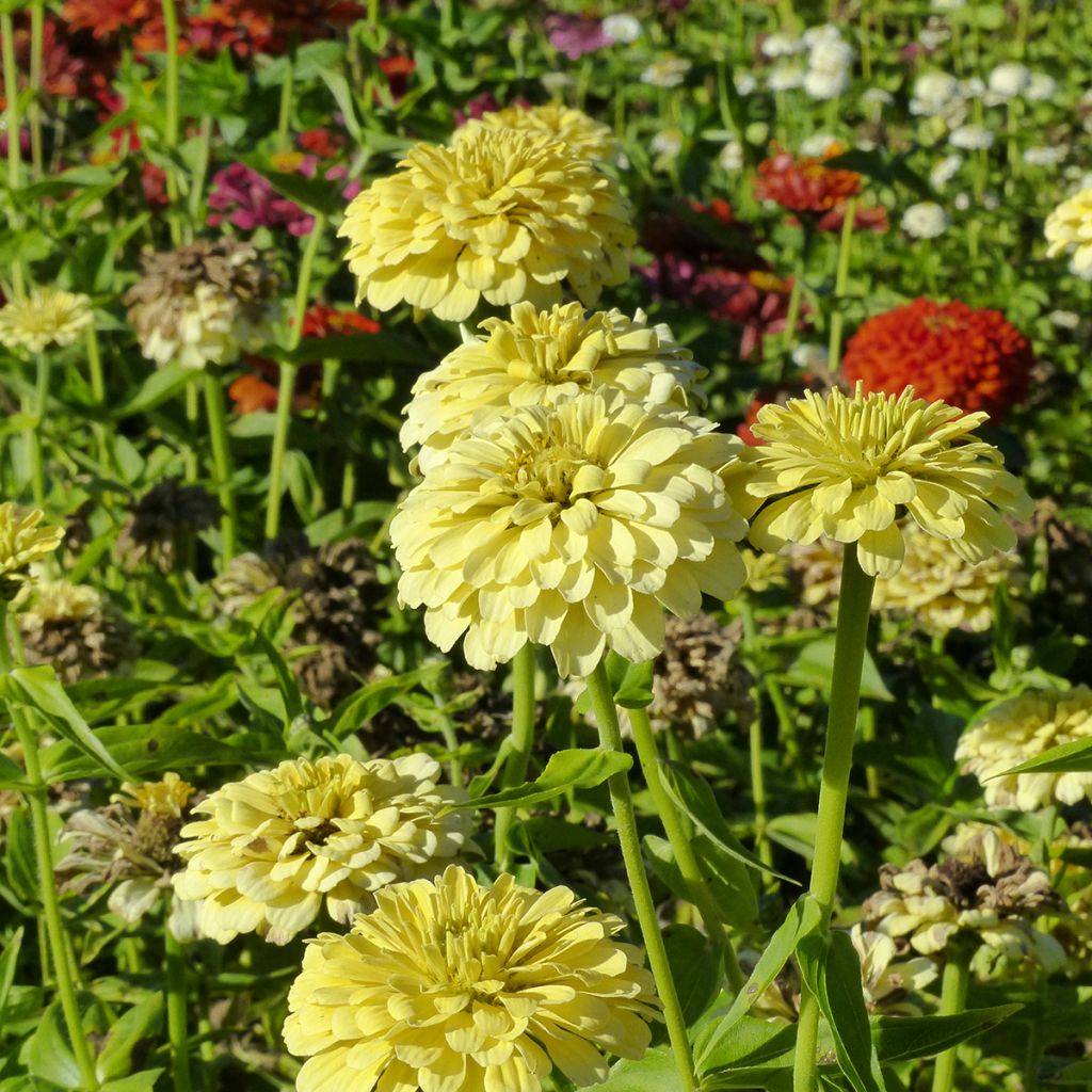 Semillas de Zinnia Isabellina