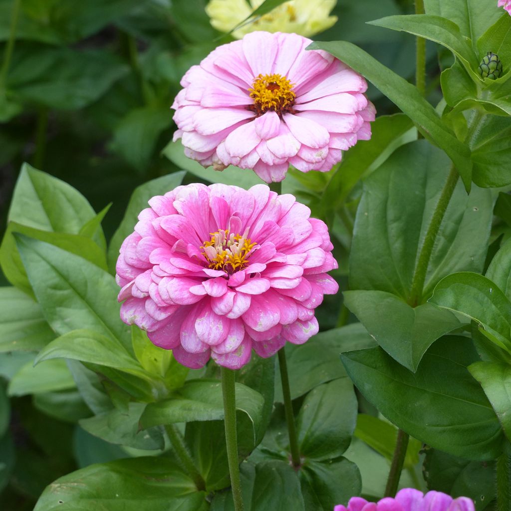 Semillas de Zinnia Luminosa
