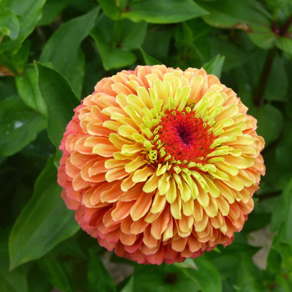 Semillas de Zinnia Queen Lime Bicolores Mix