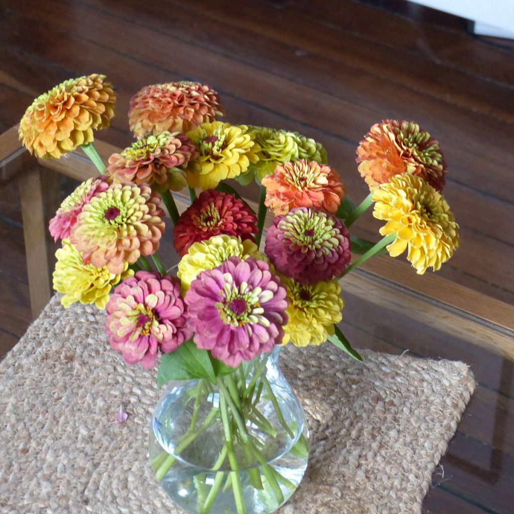 Semillas de Zinnia Queen Lime Bicolores Mix