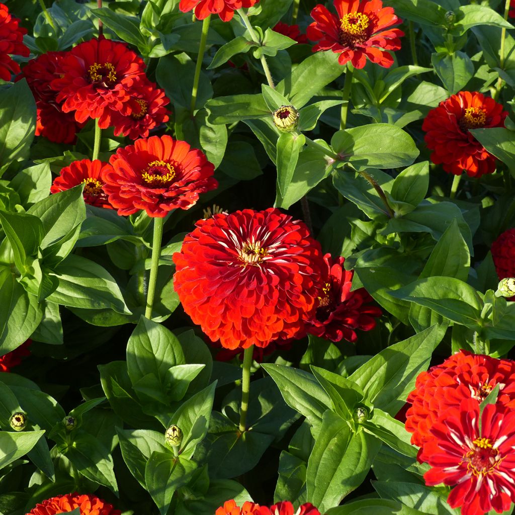 Semillas de Zinnia elegans Scarlet Flame