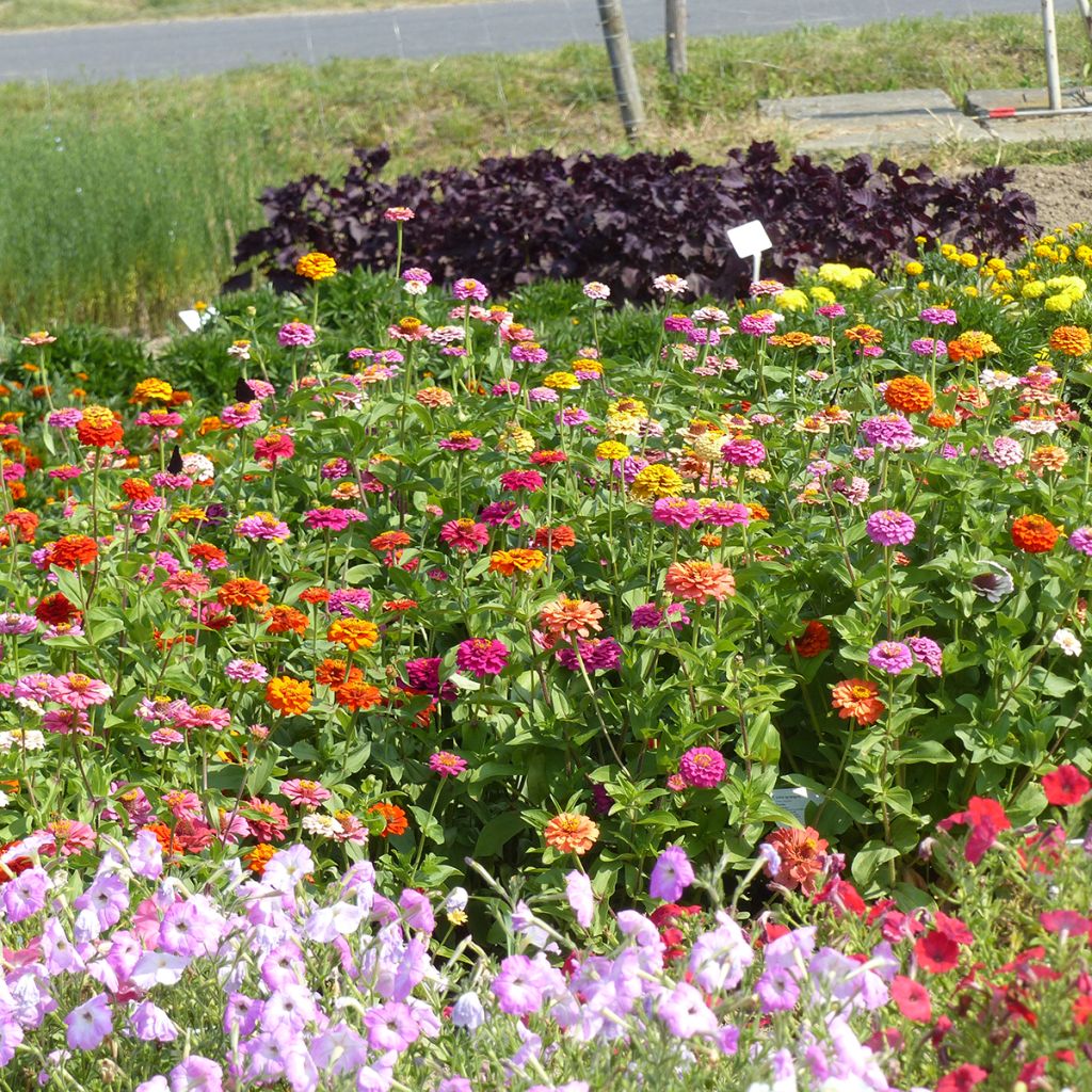 Semillas de Zinnia enano Pépito Extra Mix