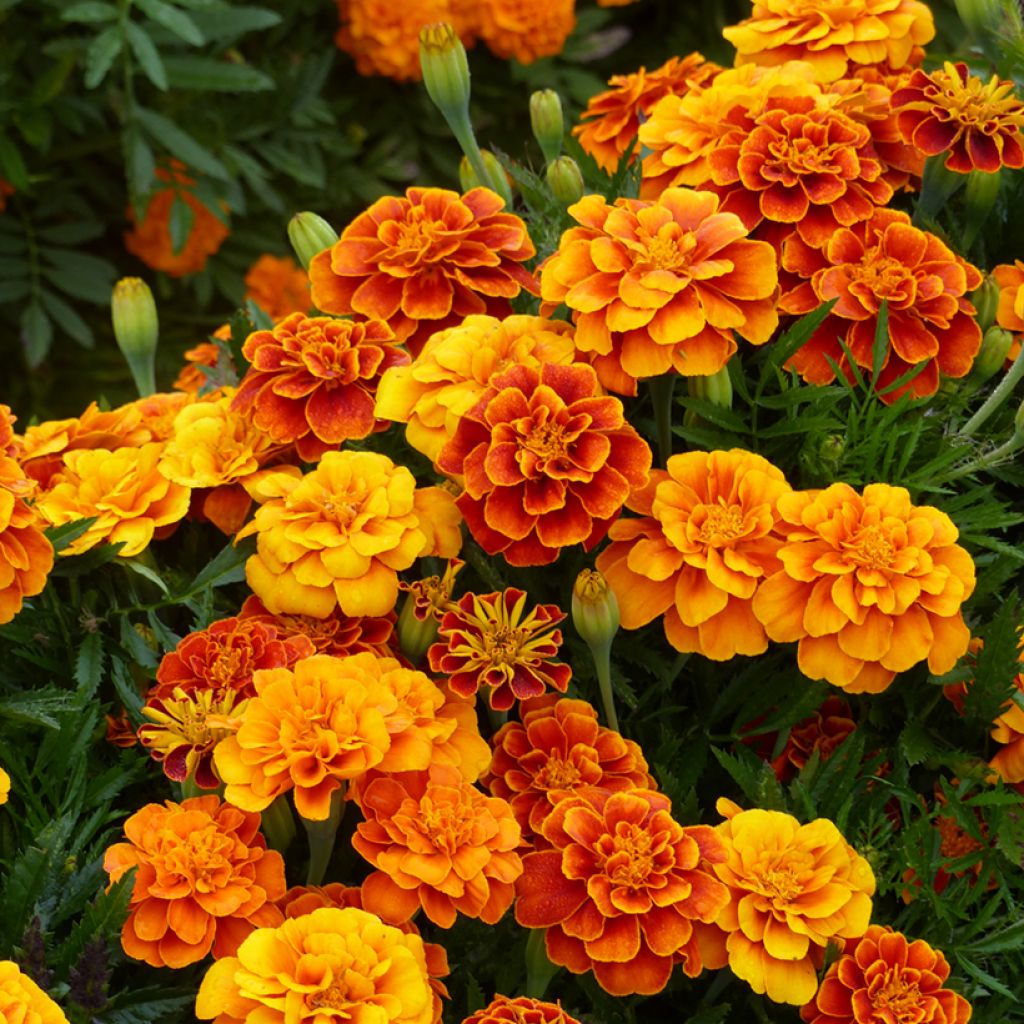 Semillas de clavel de la India enano Reina Sofía BIO - Tagetes patula