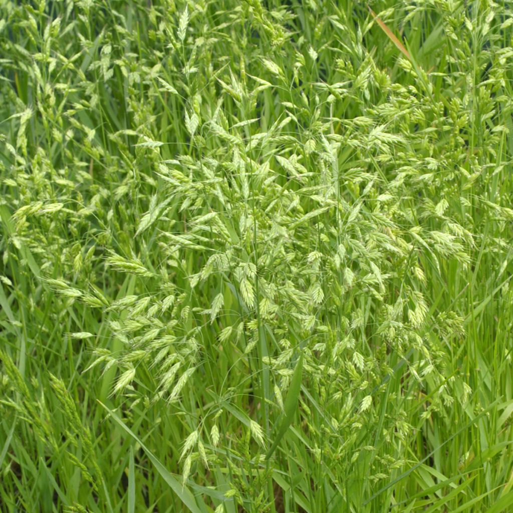 Bromus secalinus (semillas)