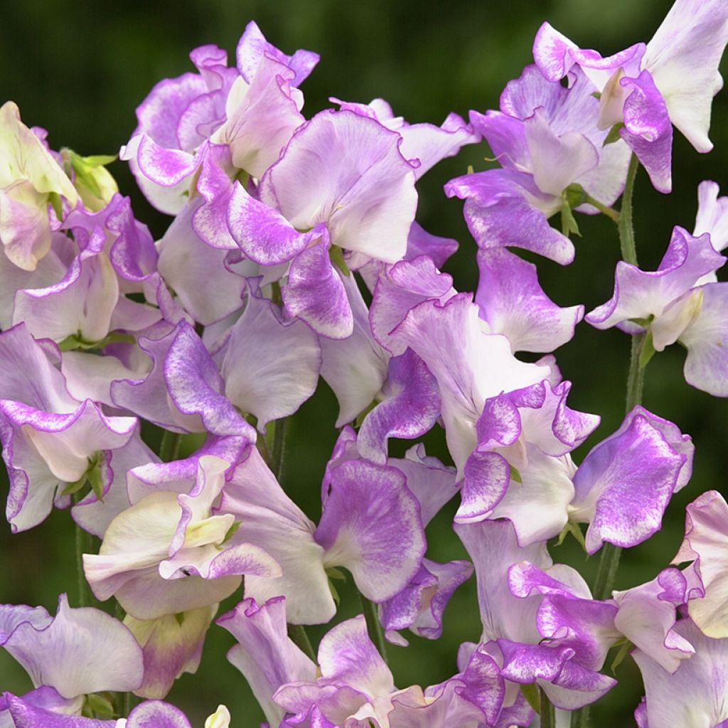 Lathyrus odoratus Spencer Pulsar (semillas) - Guisante de olor