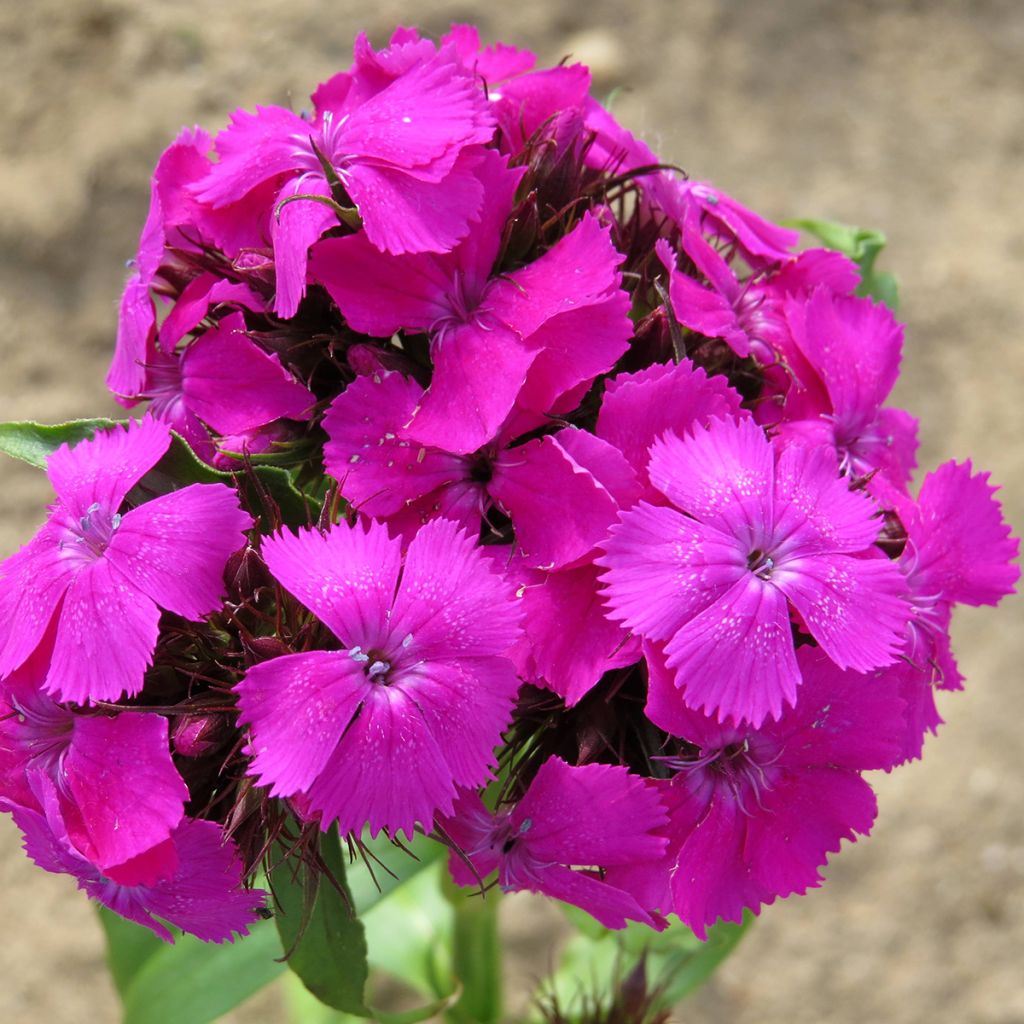 Semillas de Clavel del poeta Etournelle Lilac - Dianthus barbatus
