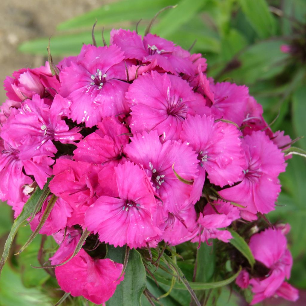Semillas de Clavel del poeta Etournelle Rosa - Dianthus barbatus