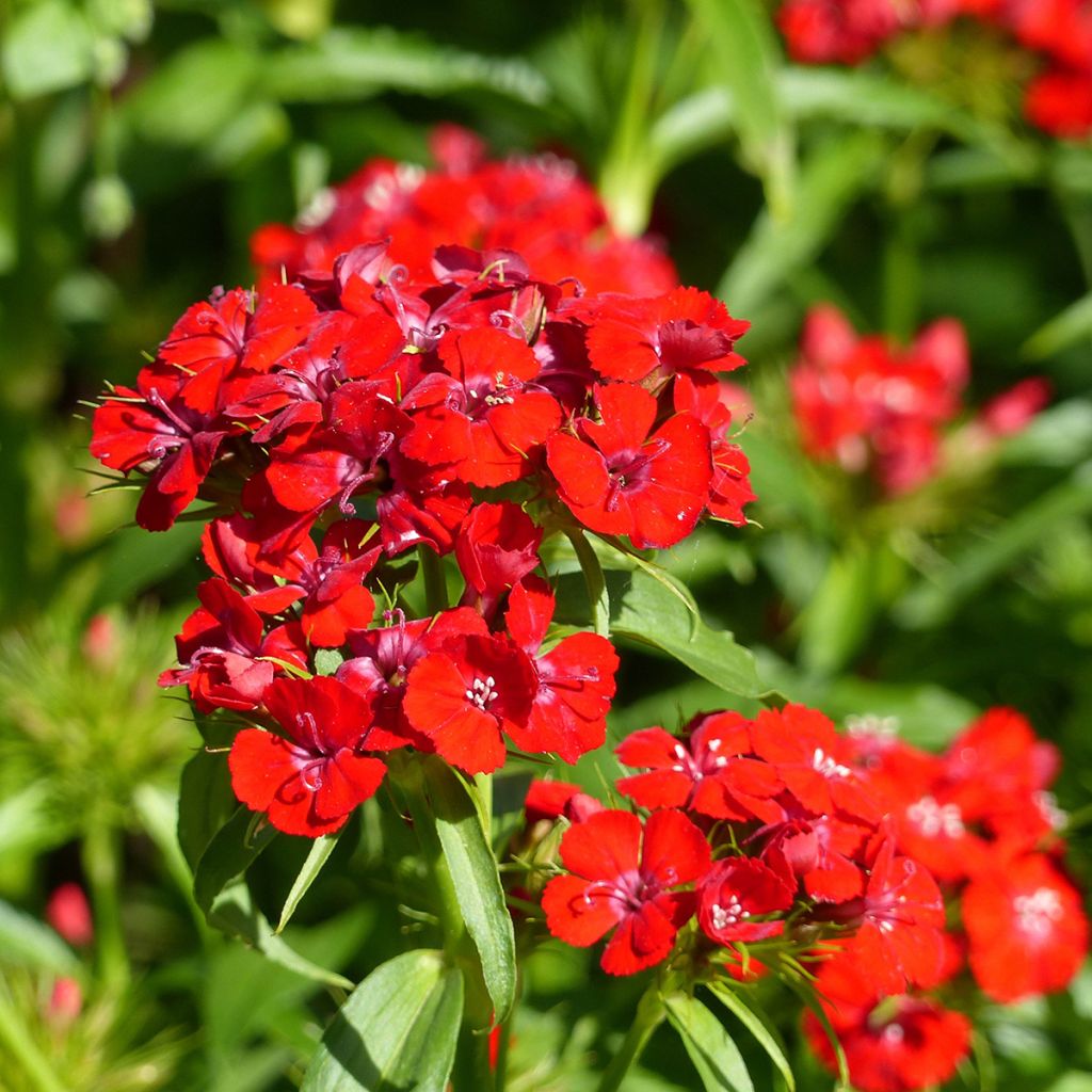 Semillas de Clavel del poeta Etournelle Scarlet - Dianthus barbatus