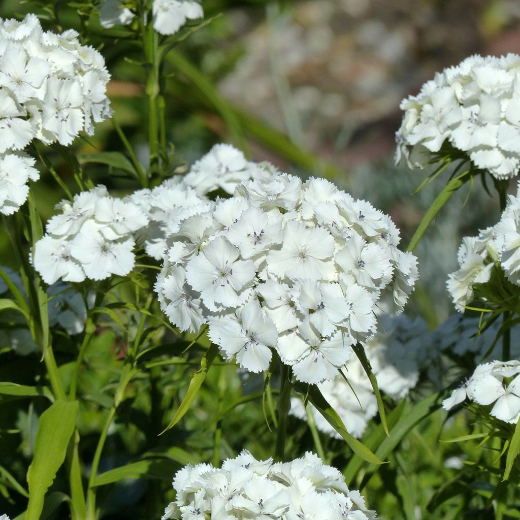 Semillas de Clavel del poeta Etournelle White - Dianthus barbatus