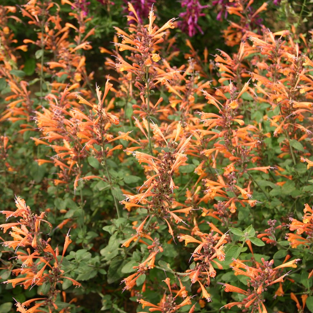 Agastache aurantiaca Apricot Sprite (semillas)
