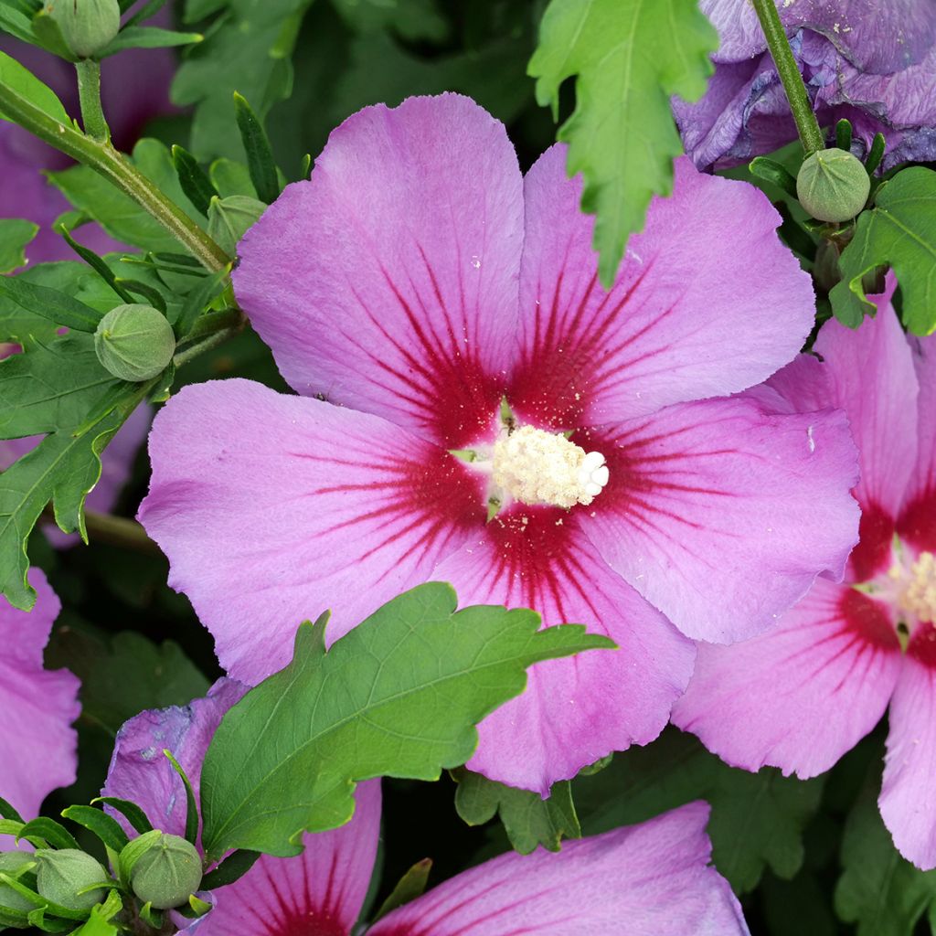 Semillas de Hibiscus syriacus - Rosa de Siria