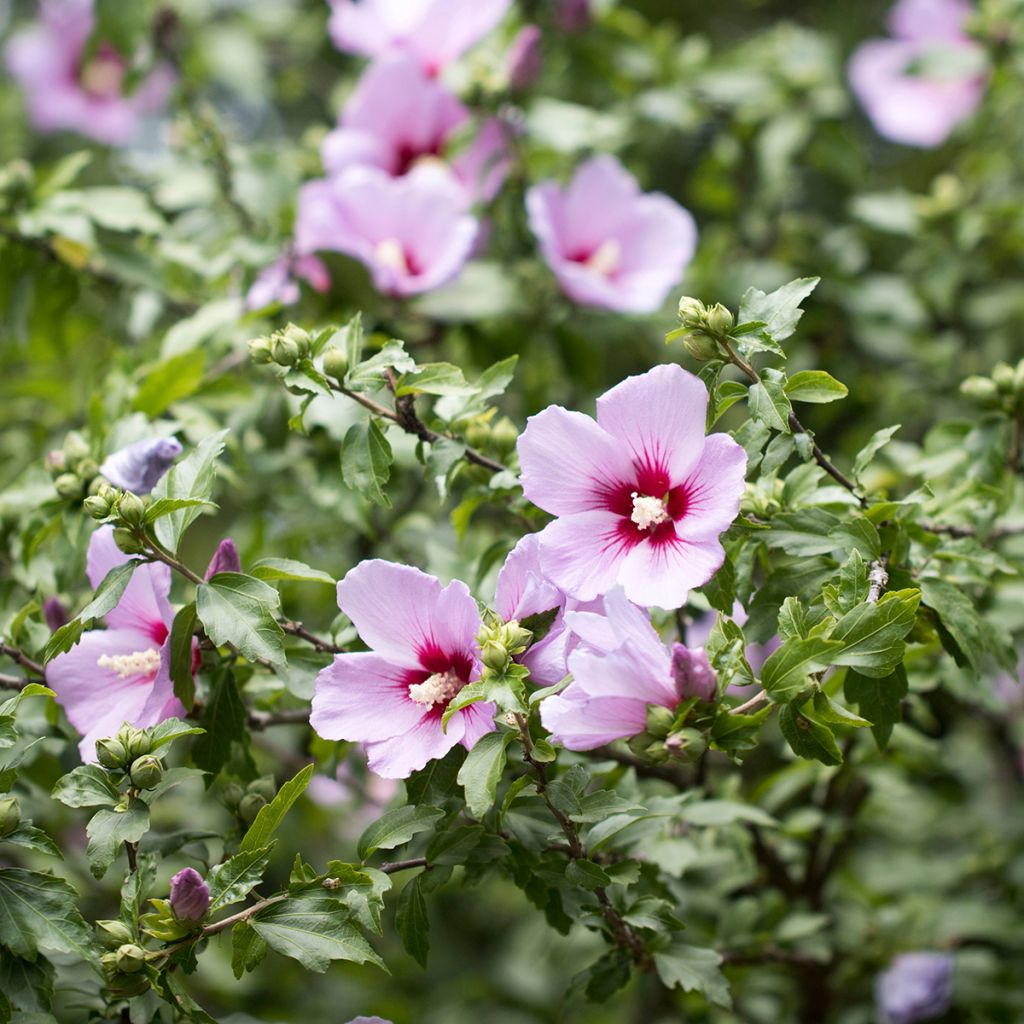 Semillas de Hibiscus syriacus - Rosa de Siria