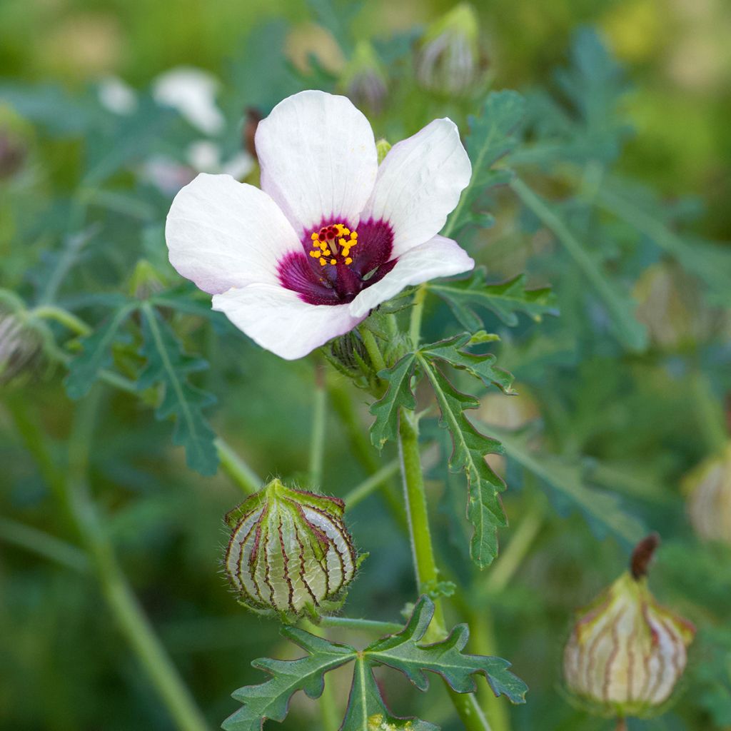 Hibiscus trionum (semillas) - Malva loca