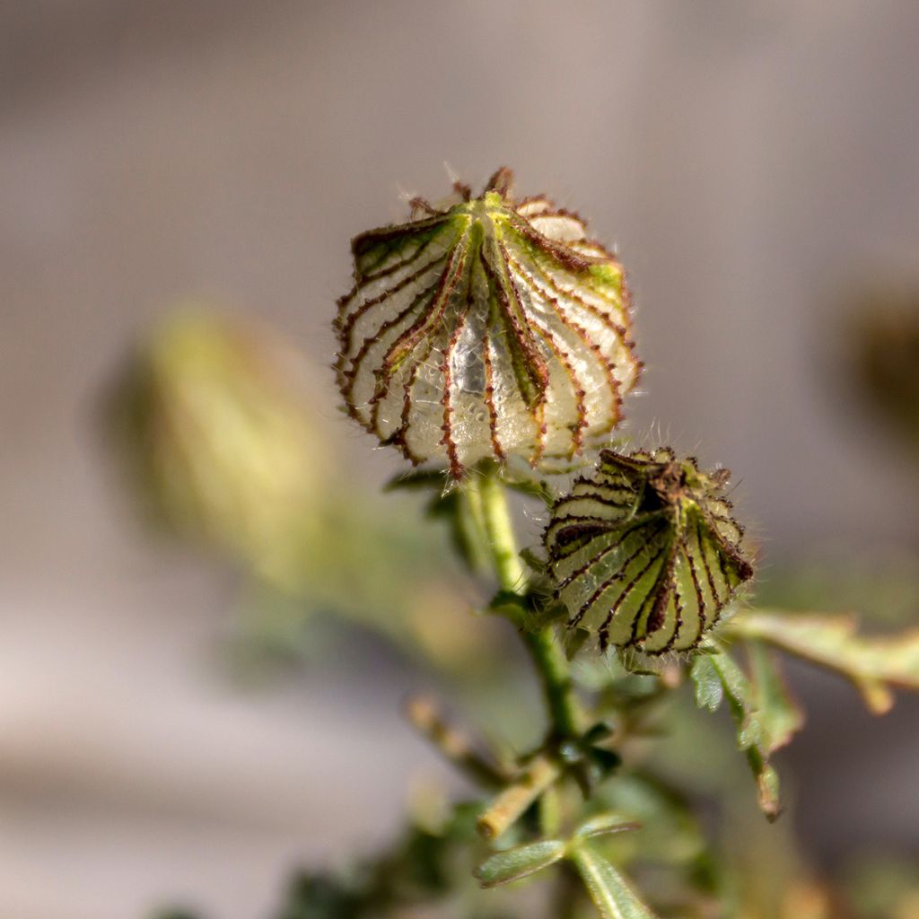 Hibiscus trionum (semillas) - Malva loca