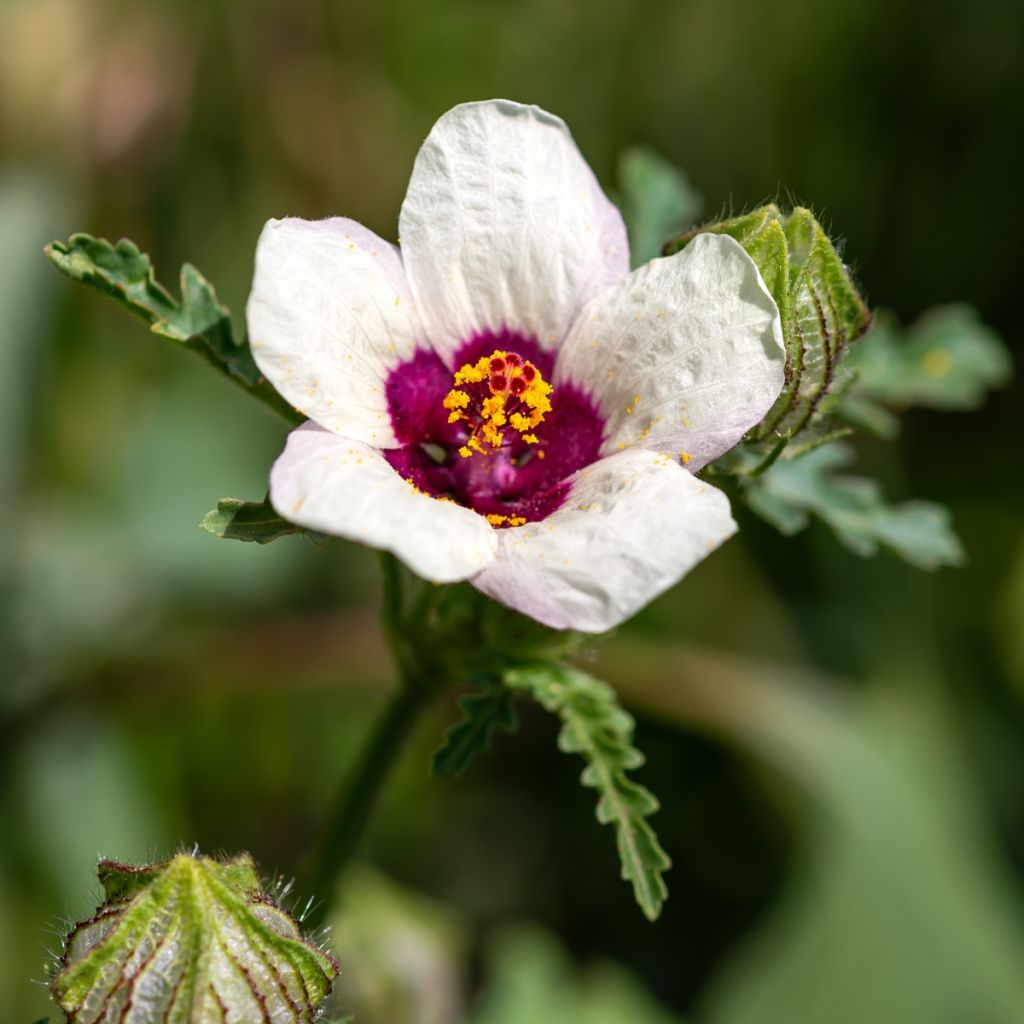 Hibiscus trionum (semillas) - Malva loca