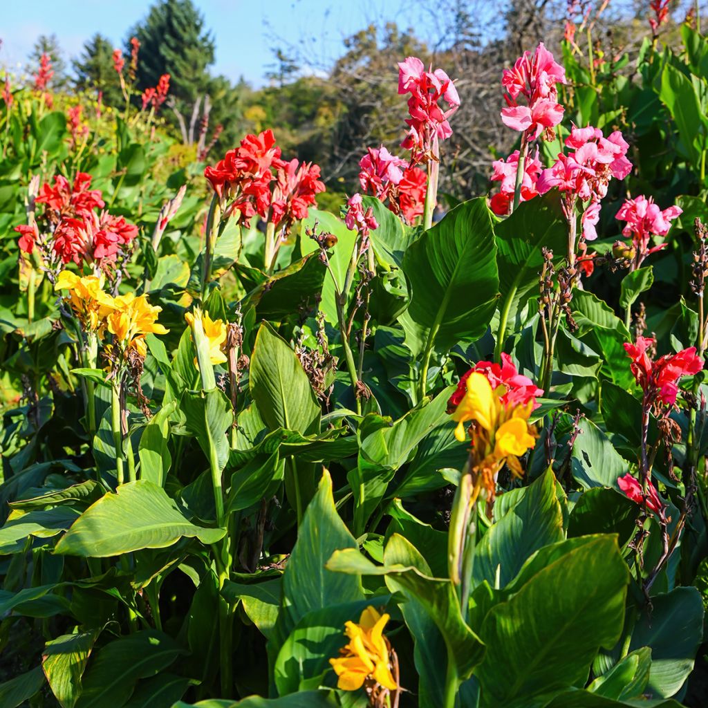 Canna indica T&M Hybrids - Caña de las Indias